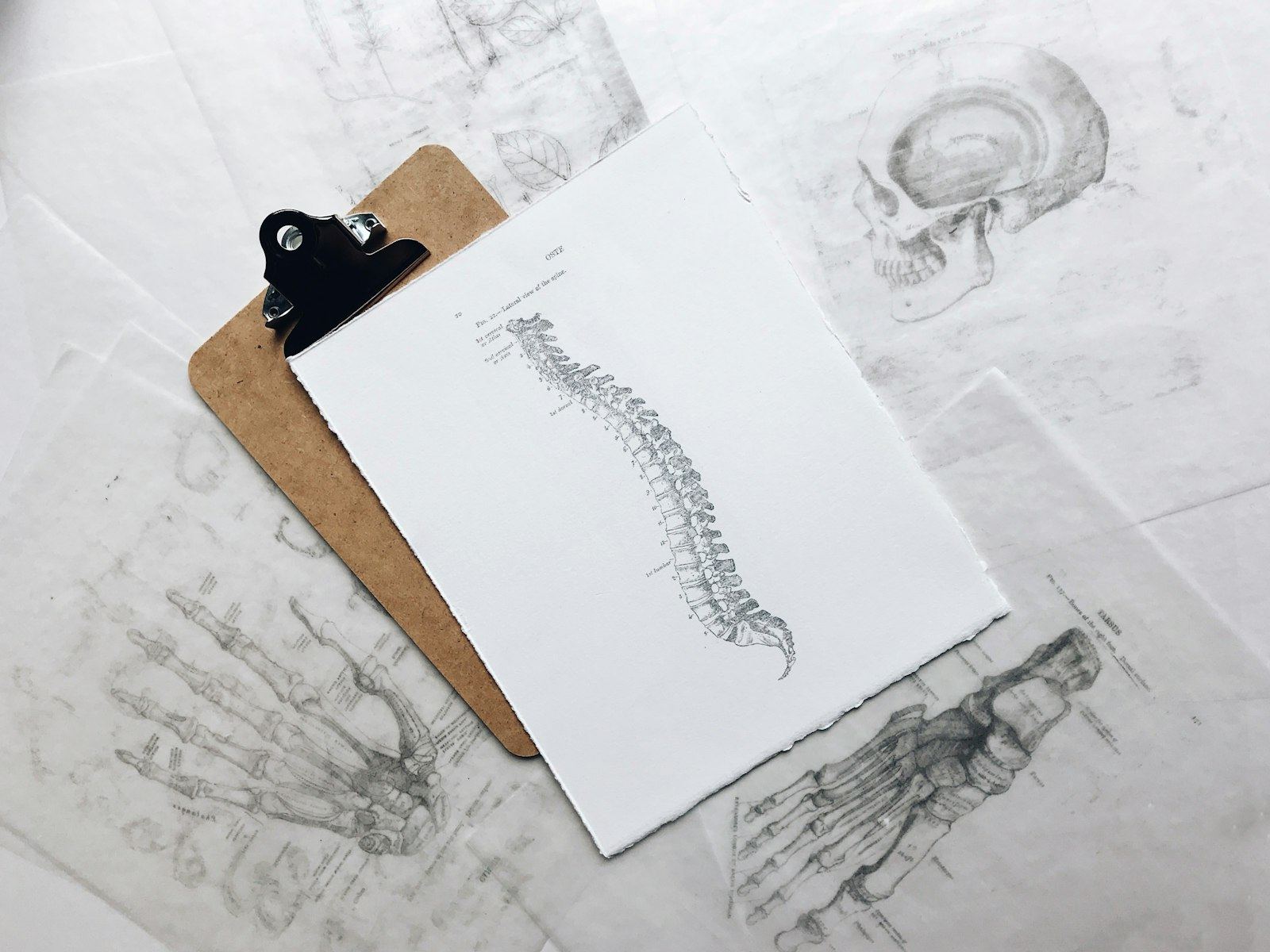 A pencil drawing of the spine on a clipboard, laid over anatomical sketches