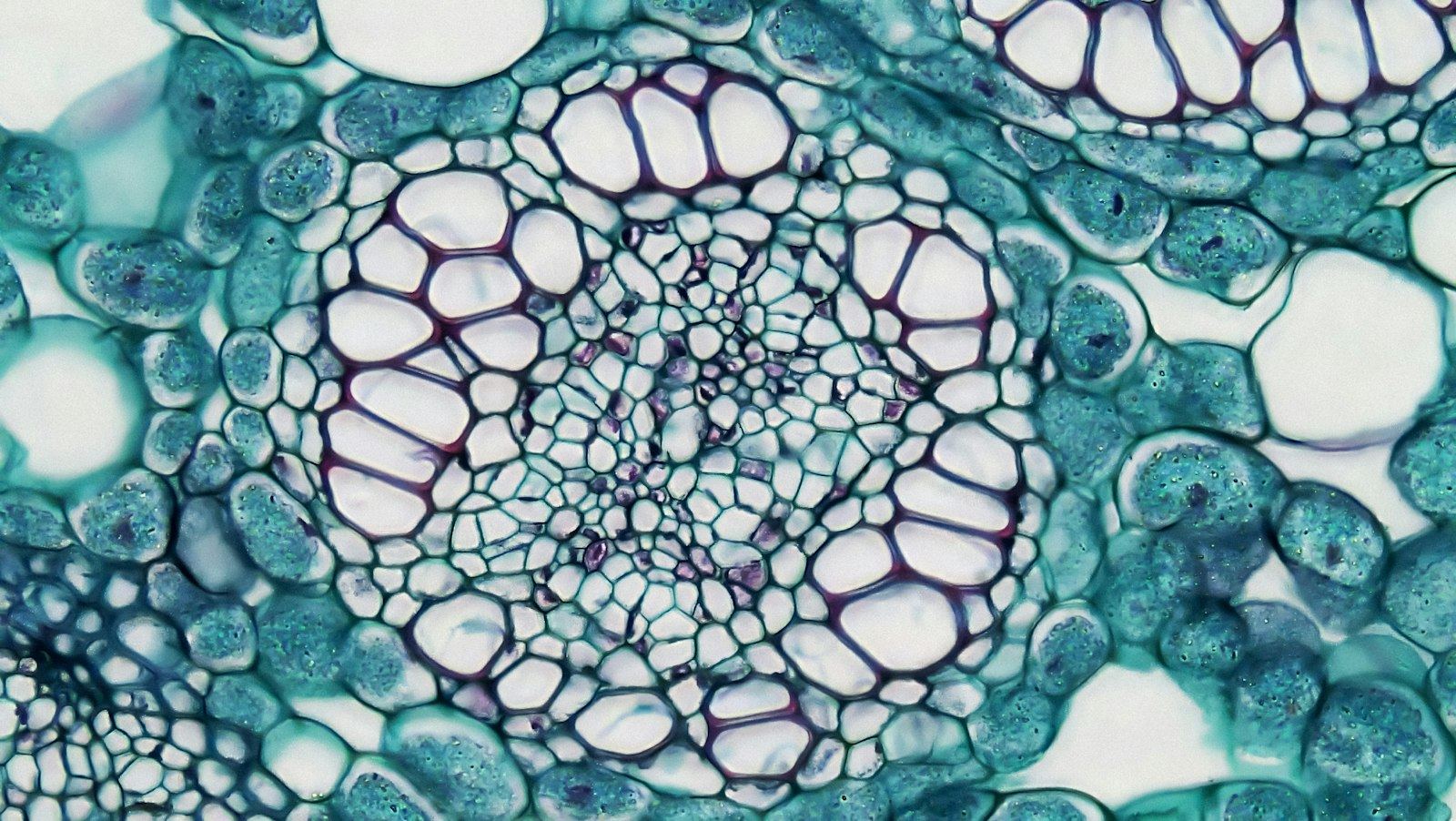 A stained cross-section of plant tissue under a microscope, rings of cells around a central core